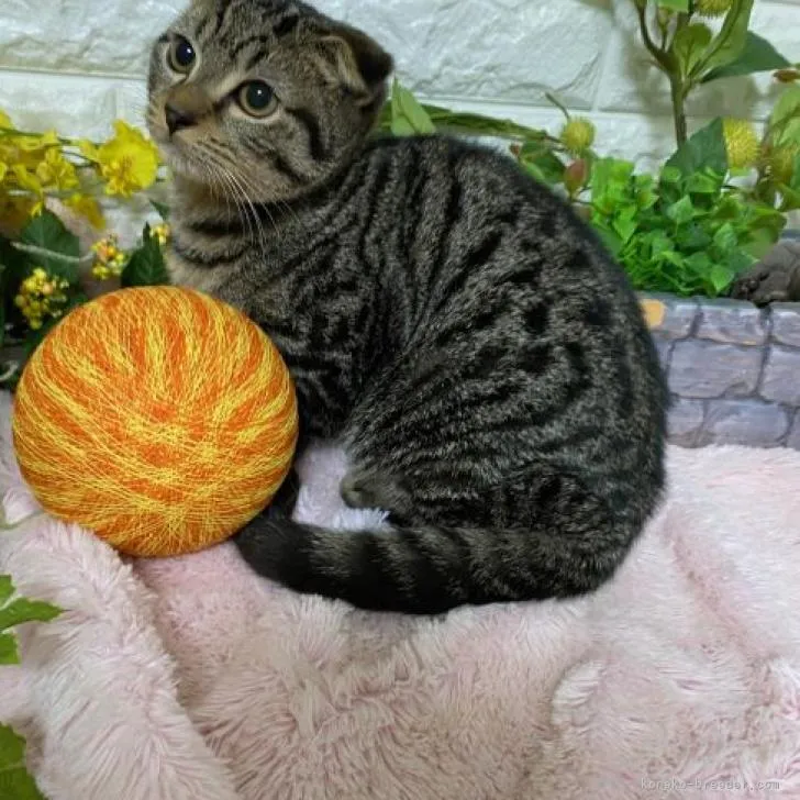 ID:2210-00008の子猫