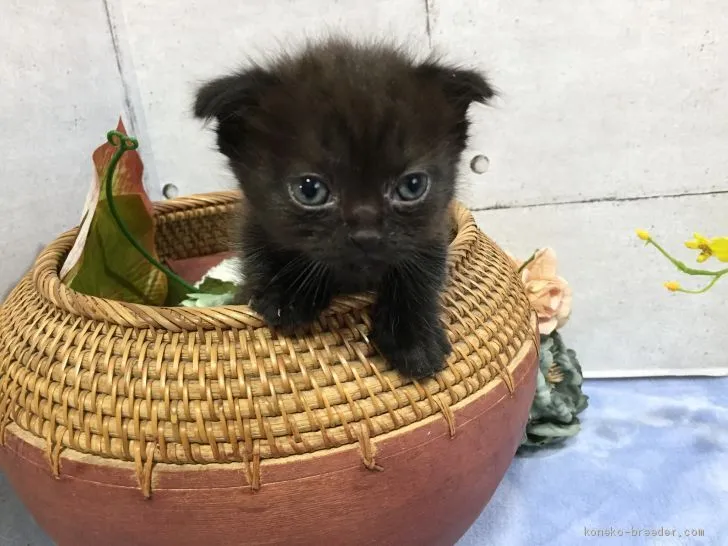 ID：2006-01596の子猫