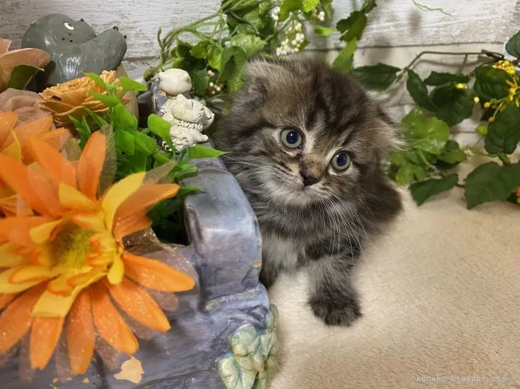 ID:2109-00242の子猫