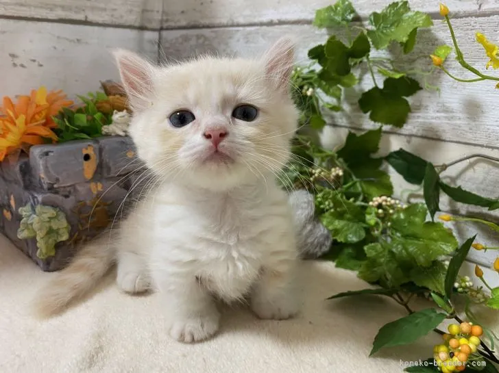 ID:2108-01543の子猫