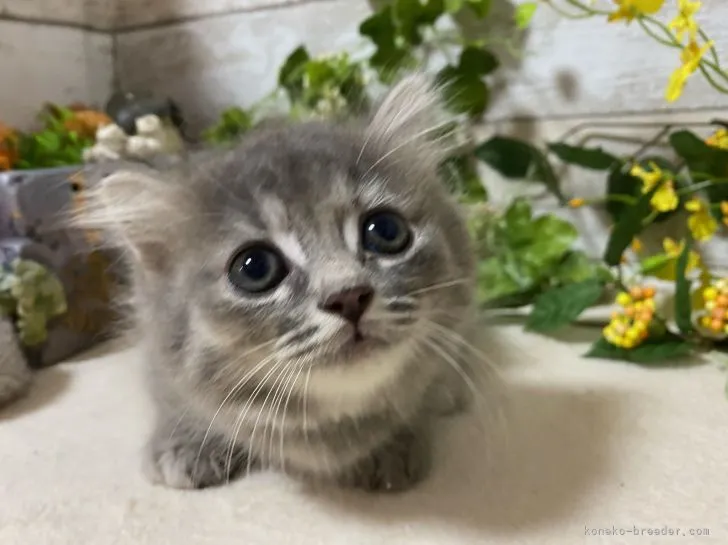 ID:2108-01544の子猫
