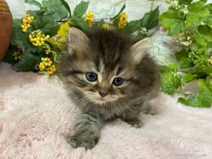 ID：2111-01912の子猫