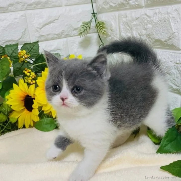 ID：2305-01346の子猫