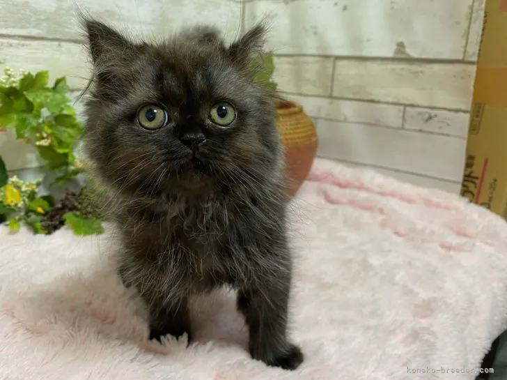 ミヌエット【神奈川県・女の子・2021年4月18日・ブラックスモーク】の写真1