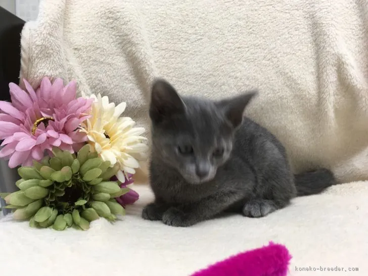 立川　利之 様のお迎えした子猫