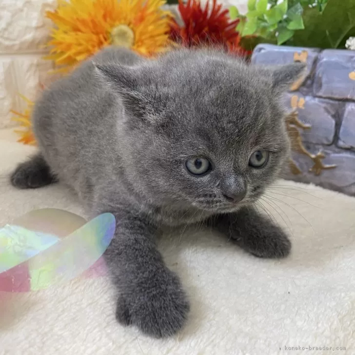 ID：2408-02861の子猫