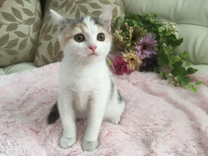 ヤマダ 様のお迎えした子猫