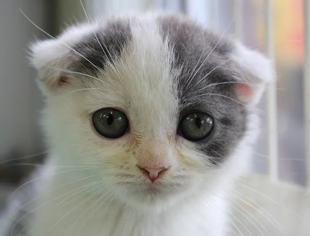 ID:1408-00169の子猫