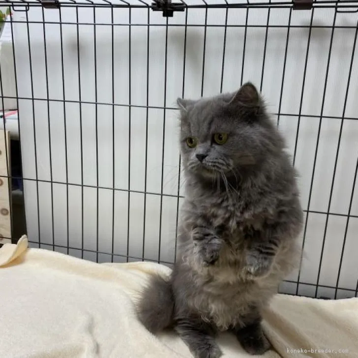 ID：2210-01753の子猫