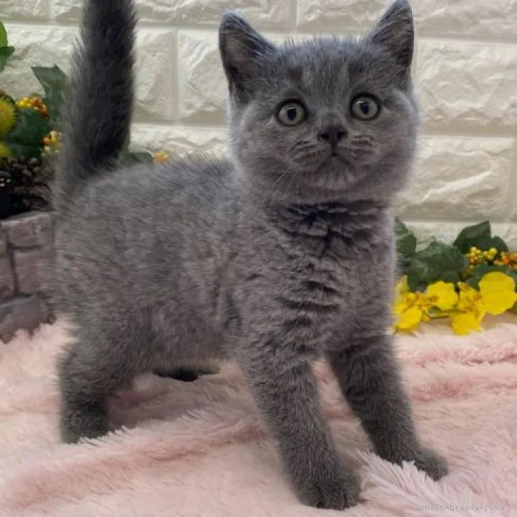 ID：2208-01239の子猫