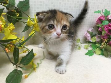 マンチカン(短足)【神奈川県・女の子・2018年3月12日・キャリコ（短毛）】の写真「とてもかわいい女の子です」