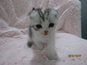 スコティッシュフォールド【神奈川県・女の子・2015年8月20日・キャリコ（短毛）】の写真「優しい女の子らしいお色です　半折れ耳」