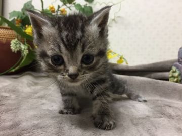 マンチカン(長足)【神奈川県・男の子・2019年11月19日・シルバータビー】の写真「ハンサム君」