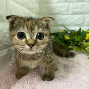 マンチカン(短足)【神奈川県・女の子・2022年7月10日・ブラウンタビー】の写真「まん丸お顔の女の子」