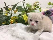 マンチカン【神奈川県・男の子・2017年11月20日・】の写真1