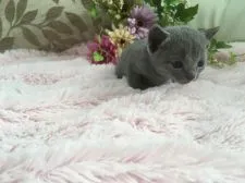 ロシアンブルー【神奈川県・男の子・2018年5月15日・ブルー】の写真1