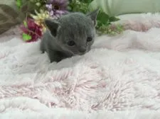 ロシアンブルー【神奈川県・男の子・2018年5月15日・ブルー】の写真2