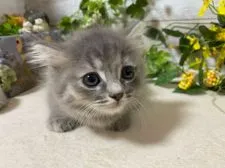 ミヌエット【神奈川県・女の子・2021年7月20日・ブルークリーム】の写真2