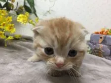 マンチカン(短足)【神奈川県・男の子・2019年11月19日・レッドタビー】の写真2