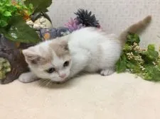 スコティッシュフォールド(立ち耳)【神奈川県・男の子・2019年3月15日・ホワイト&クリーム】の写真2
