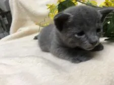 ロシアンブルー【神奈川県・男の子・2017年8月21日・ブルー】の写真2