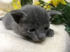 ロシアンブルー【神奈川県・男の子・2017年8月21日・ブルー】の写真3