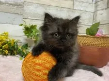 ミヌエット【神奈川県・女の子・2021年4月18日・ブラックスモーク】の写真3