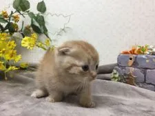 マンチカン(短足)【神奈川県・男の子・2019年11月19日・レッドタビー】の写真3