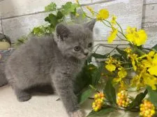 ミヌエット【神奈川県・女の子・2021年8月12日・ブルークリーム】の写真4