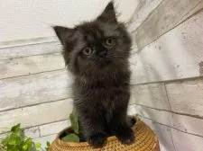 ミヌエット【神奈川県・女の子・2021年4月18日・ブラックスモーク】の写真5