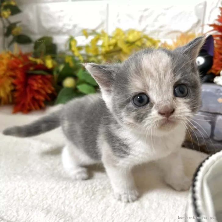 ブリティッシュショートヘア【神奈川県・女の子・2025年9月25日・ダイリュートキャリコ】の写真1