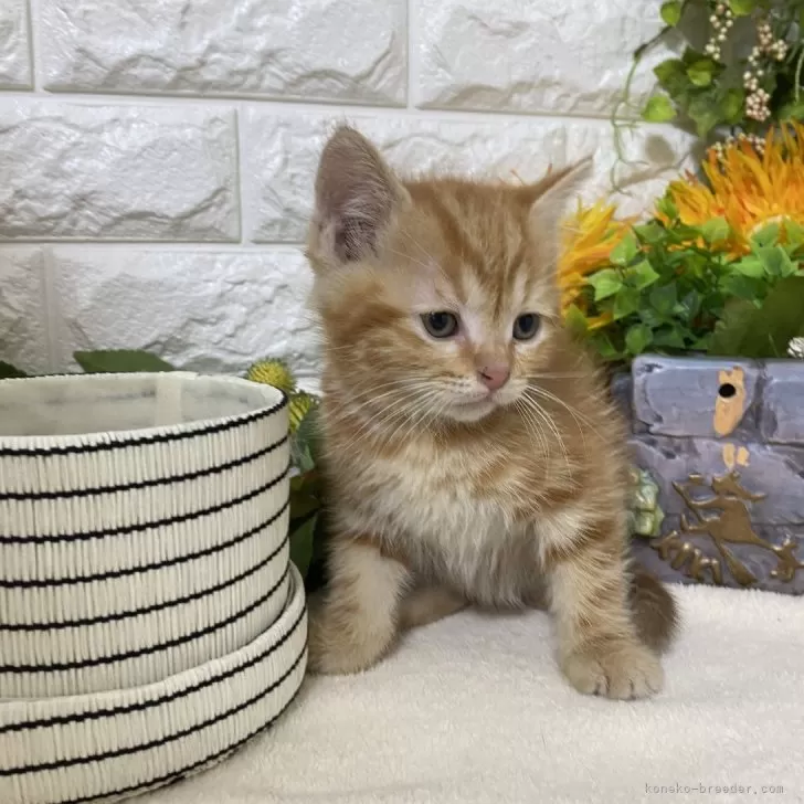 ID：2504-00707の子猫