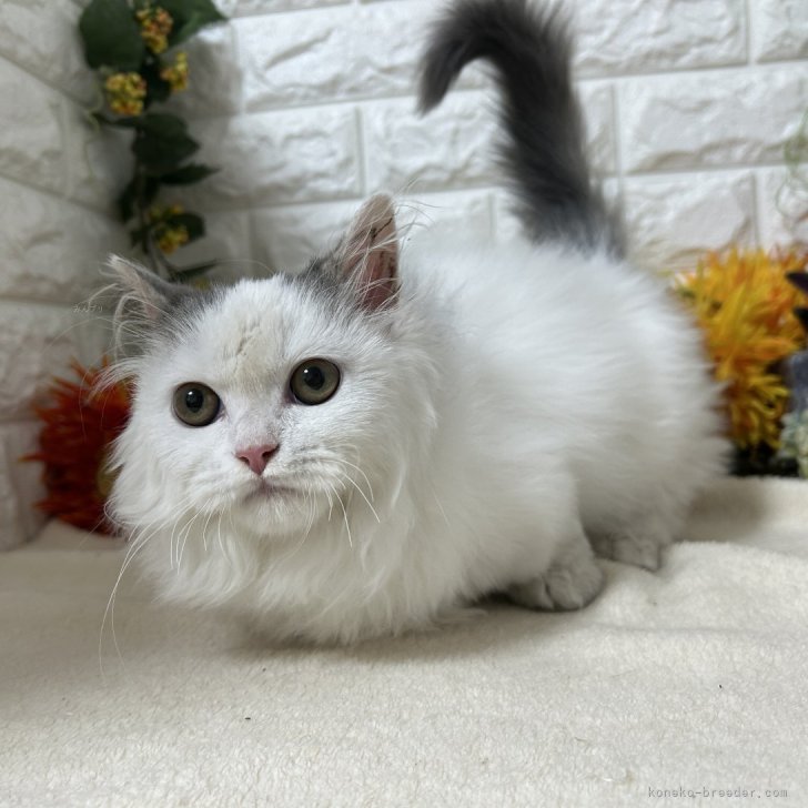 ブリーダー画像