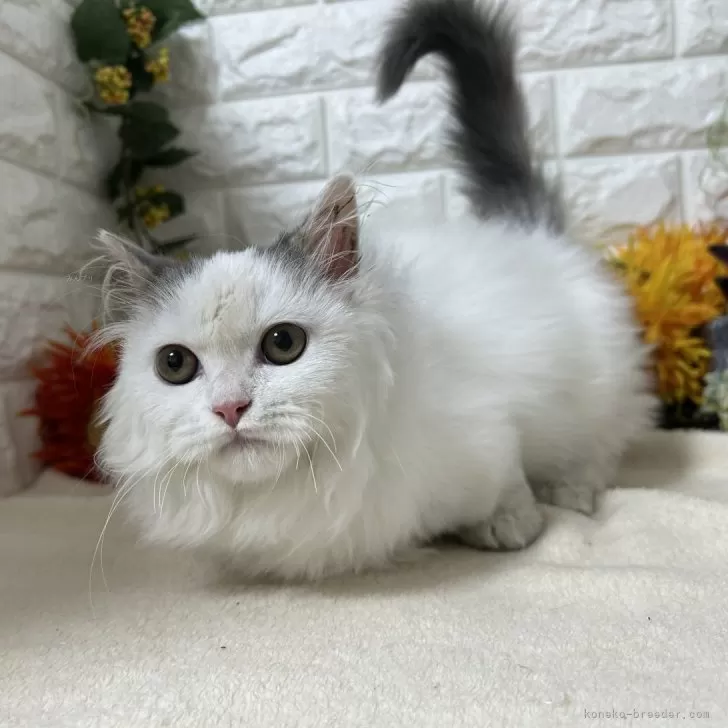 マンチカン(短足)【神奈川県・男の子・2025年6月29日・ブルー&amp;ホワイト】の写真1「現在の体重は１．２kg．です。とても可愛らしい子猫です元気一杯です。」