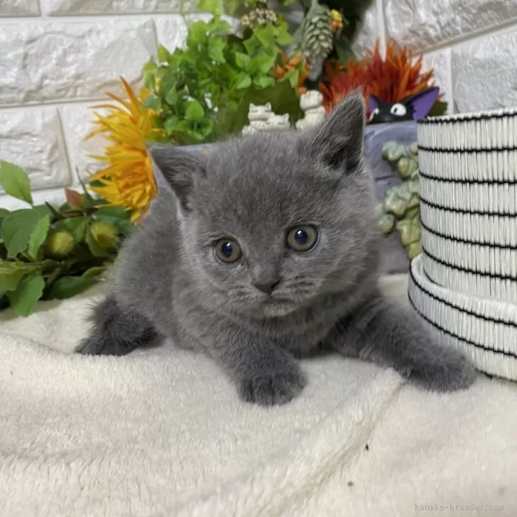 ID:2506-00311の子猫