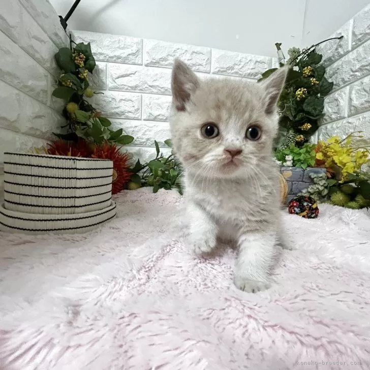 ブリティッシュショートヘア【神奈川県・男の子・2025年9月25日・クリームタビー&amp;ホワイト】の写真1「現在の体重は440gですまだまだこれからですがおっとりした子猫です」