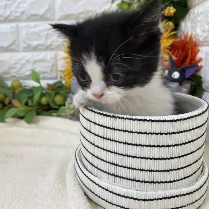 ID：2504-03635の子猫