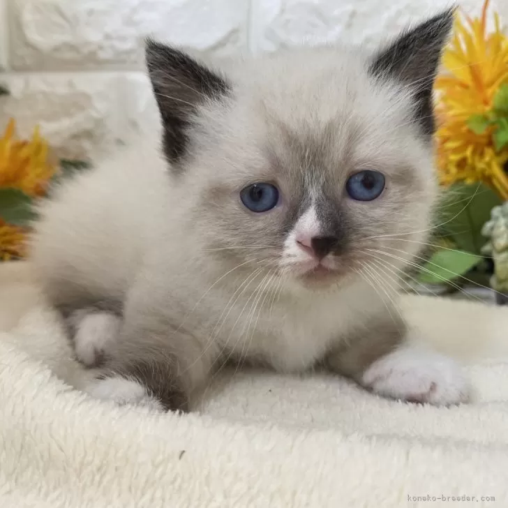 ID:2504-03626の子猫