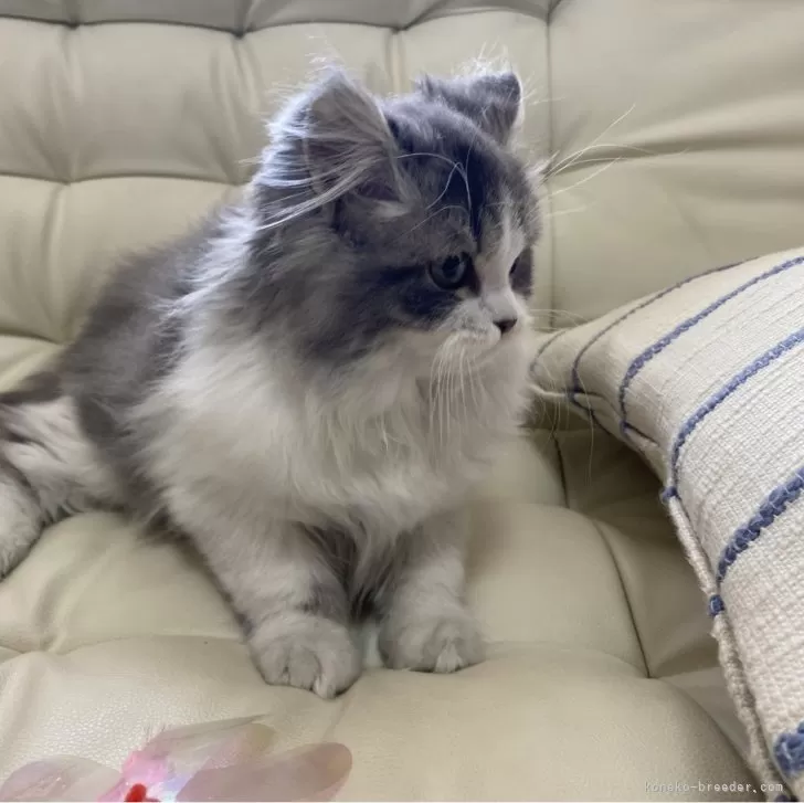 ID：2411-00994の子猫