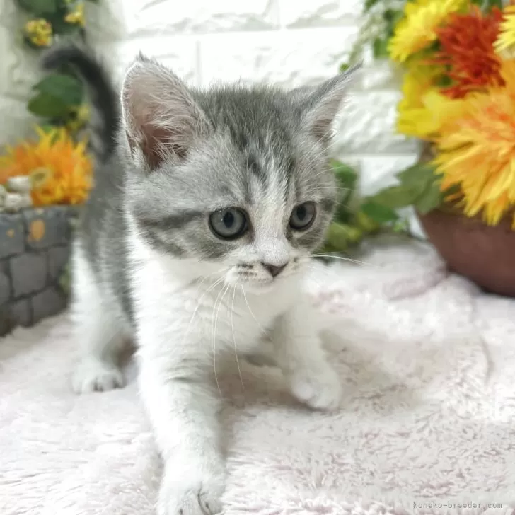 ID：2605-03443の子猫