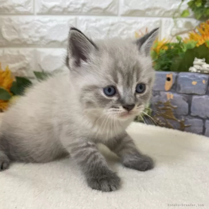 ID：2504-03643の子猫