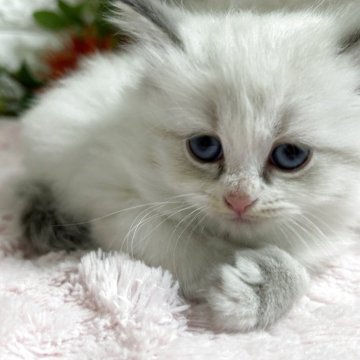 マンチカン(長足)【神奈川県・女の子・2025年9月26日・シールポイント（セミロング）】の写真「可愛い女の子」