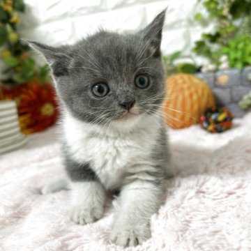 ブリティッシュショートヘア【神奈川県・男の子・2025年9月25日・ブルー&ホワイト（ショートヘアー）】の写真「ハンサム君」