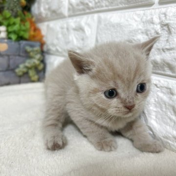 ブリティッシュショートヘア【神奈川県・男の子・2025年9月25日・クリームタビー（ショートヘア）】の写真「おっとり君」