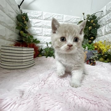 ブリティッシュショートヘア【神奈川県・男の子・2025年9月25日・クリームタビー&ホワイト（ショートヘア）】の写真「おっとり君」
