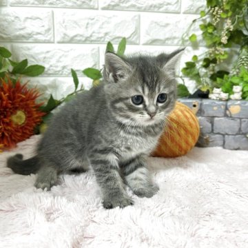 マンチカン(長足)【神奈川県・女の子・2025年9月26日・シルバータビー（ショートヘアー）】の写真「可愛い女の子」