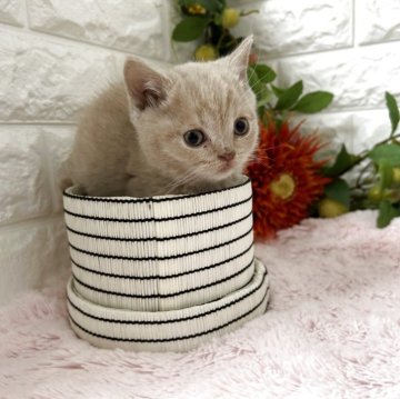 ブリティッシュショートヘア【神奈川県・男の子・2025年9月25日・クリームタビー（ショートヘア）】の写真「おっとり君」