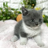 ブリティッシュショートヘア