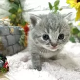 マンチカン(長足)