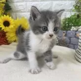 マンチカン(長足)